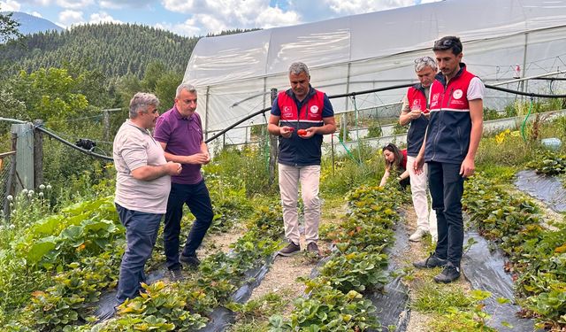 Küre’de tarıma güçlü destek: 5 bin 40 fide dağıtıldı