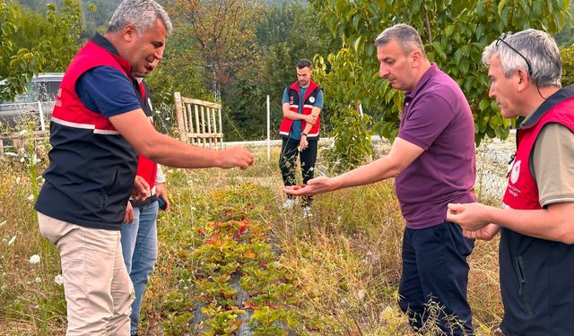 Abana ve Bozkurt’ta tarımsal çalışmalar yerinde değerlendirildi
