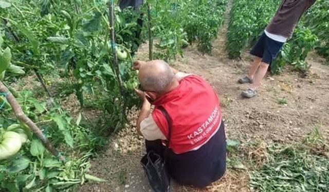 Çatalzeytin’de çiftçilere yerinde teknik destek