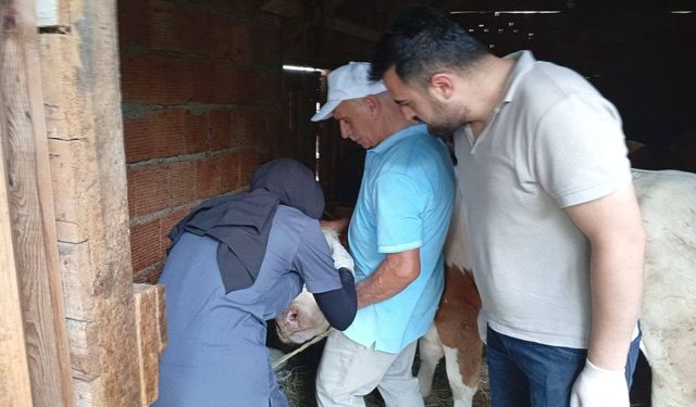 Çatalzeytin’de hayvan sağlığı için kritik mücadele