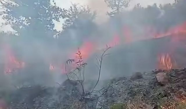 Tosya'da yangın: Kuru otlar tutuştu
