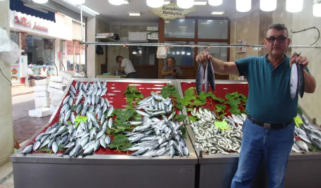 İnebolu’da sezonun ilk palamutları tezgaha çıktı