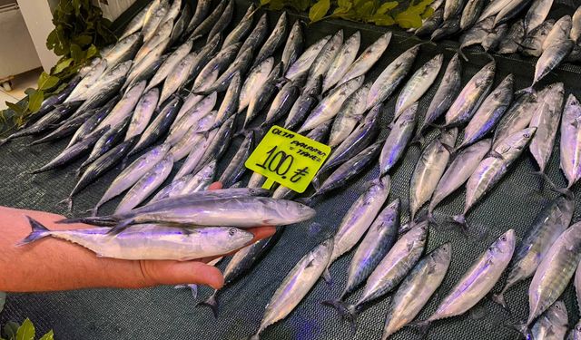 Palamut tezgâhlarda yerini aldı! İlk fiyatı belli oldu