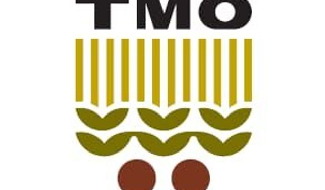 TMO Cide’de fındık alımına başlıyor