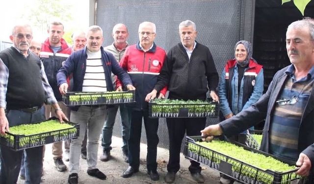 İnebolu’da üretime can suyu: 88 bin 400 fide dağıtıldı