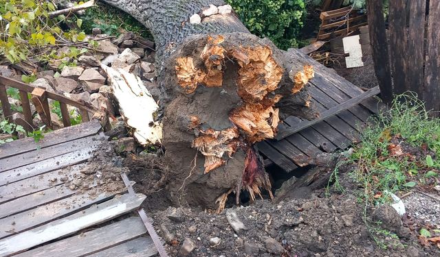 Fırtına Cide’de ağaçları yıktı, mısır bahçeleri zarar gördü