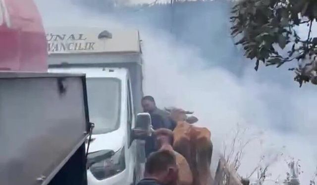 İnebolu’daki yangından kurtarılan hayvanlar tahliye edildi