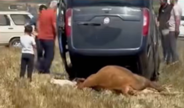 Kastamonu’da ineğe çarpan araç takla attı