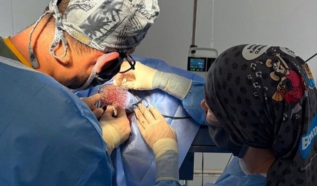 Kastamonu, altı ayda kedisinden sığırına 595 cana şifa oldu