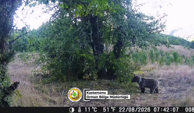 Kastamonu ormanlarından büyüleyen görüntüler