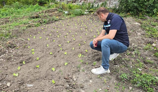 Kastamonu'da devlet desteği tarlada karşılığını buldu