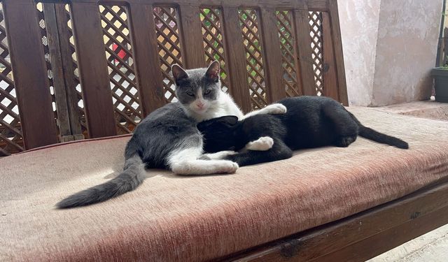 Kastamonu'da ilginç olay: Kardeşini annesi sanan kedi ilgi odağı oldu