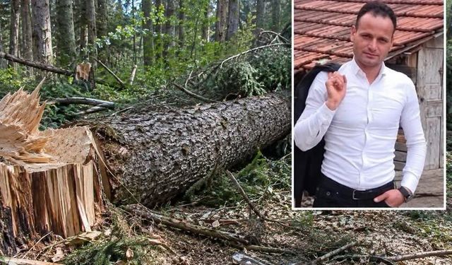 Kastamonu’da üzerine ağaç devrilen işçi hayatını kaybetti