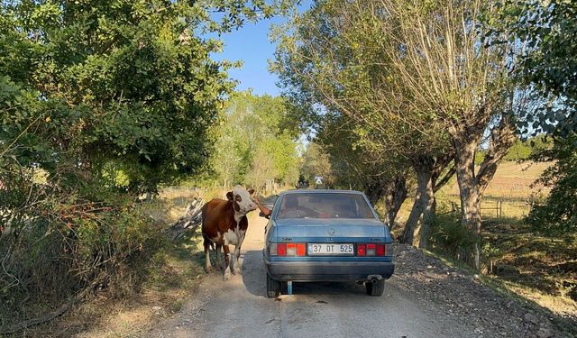 Tarlada doğan buzağıyı aracıyla eve taşıdı, inek peşinden ayrılmadı
