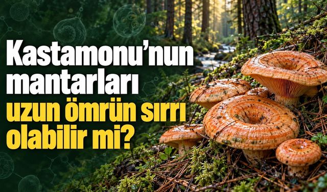Kastamonu’nun mantarları uzun ömrün sırrı olabilir mi?