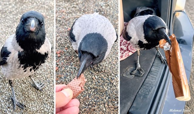 Kastamonu’da beslediği karga, gofret paketini kapıp kaçtı