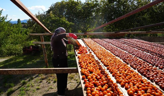 Üryani eriğinin hasadı Kastamonu’da başladı