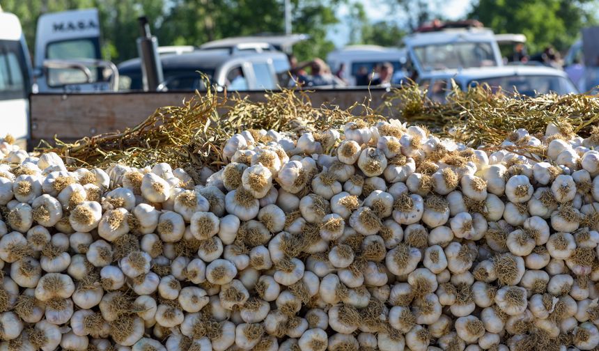 Taşköprü Sarımsak Pazarı'nın yeri geçici olarak değişti