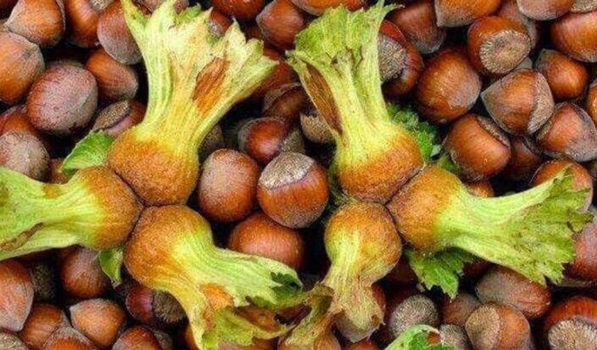 TMO’dan üreticiye net uyarı: Eski mahsul fındık kabul edilmeyecek