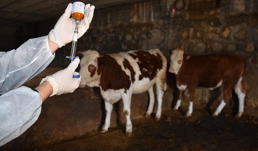 Cide’de şap nedeniyle çok sayıda hayvan hareketine kısıtlama!