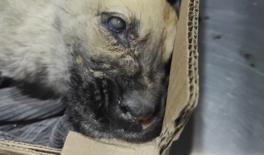 Kastamonu’da hayvan katliamı: HAYTAP ekibi yola çıktı