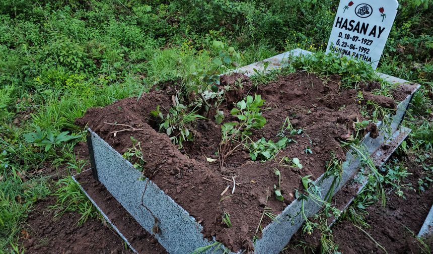 Kastamonu'da yabani hayvanlar mezarlıklara dadandı