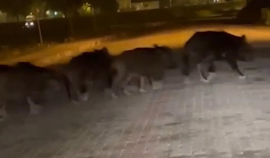 İlçe merkezinde gece sürprizi: Domuzlar şehre indi