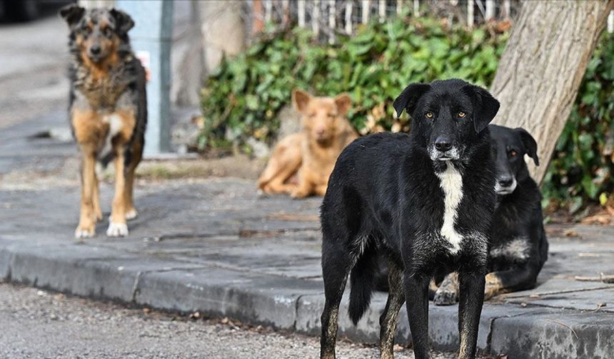 Kastamonu'da uyuz köpekler tehlike saçıyor