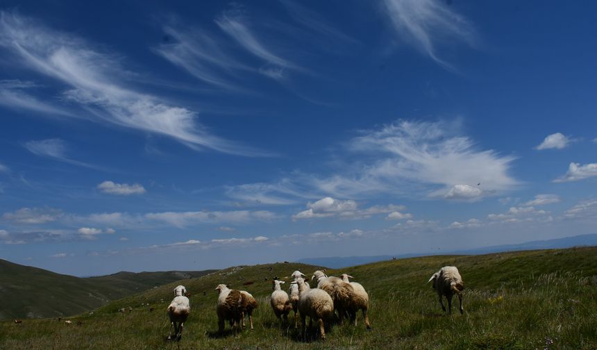 İsmine türküler yazılan 'Ilgaz Dağı' önemli geçim kaynağı