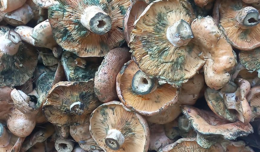 Kanlıca mantarı sofradan kozmetiğe geçiş yaptı