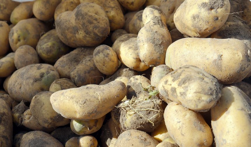 Çiftçi zarar etti, tarladaki patatesini ücretsiz dağıttı