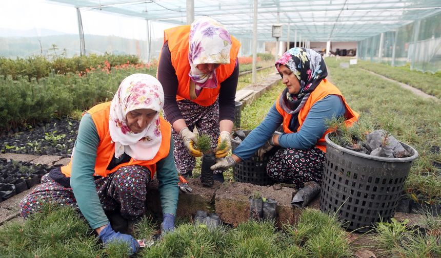 Kastamonu'da tohumlar 60 yıldır 'yeşil vatan' için fidana dönüşüyor