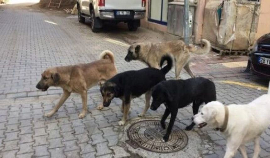 Kastamonu'nun ilçesinde 423 sahipsiz köpek toplandı