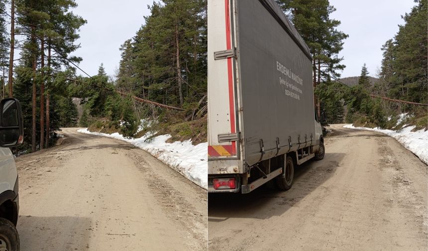 İnebolu’da devrilen çam ağacı trafiği durdurdu!