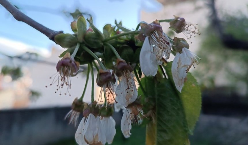 Valilikten Kastamonu için zirai don uyarısı