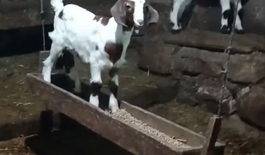 Oğlağın salıncak keyfi kamerada