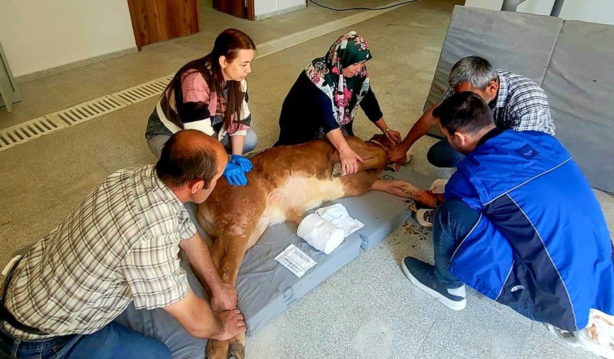 Kastamonu Üniversitesi'nden başarılı buzağı operasyonu