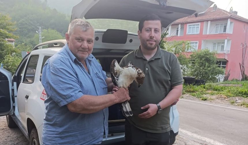 Kastamonu’da yaralı halde bulundu, tedavi altına alındı