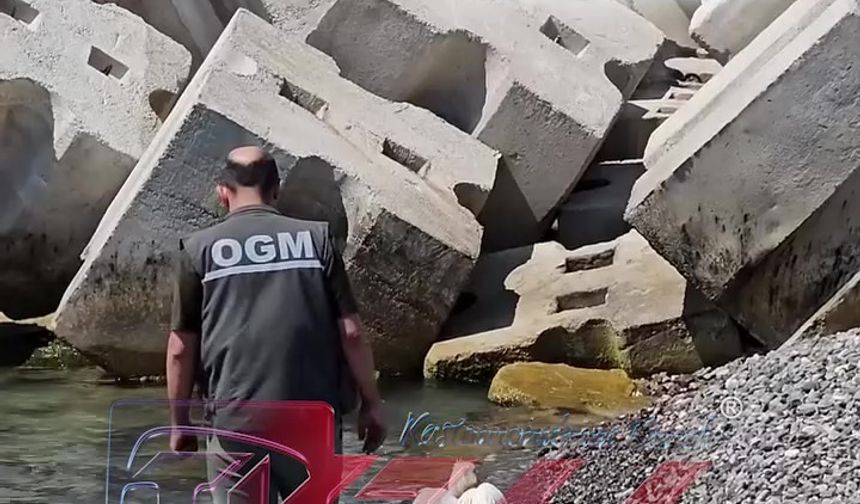 Kastamonu sahilinde yaralı halde pelikan bulundu