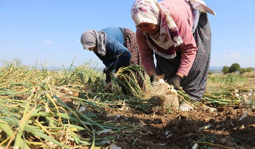 Kastamonu kadınının kavurucu sıcakta zorlu mesaisi