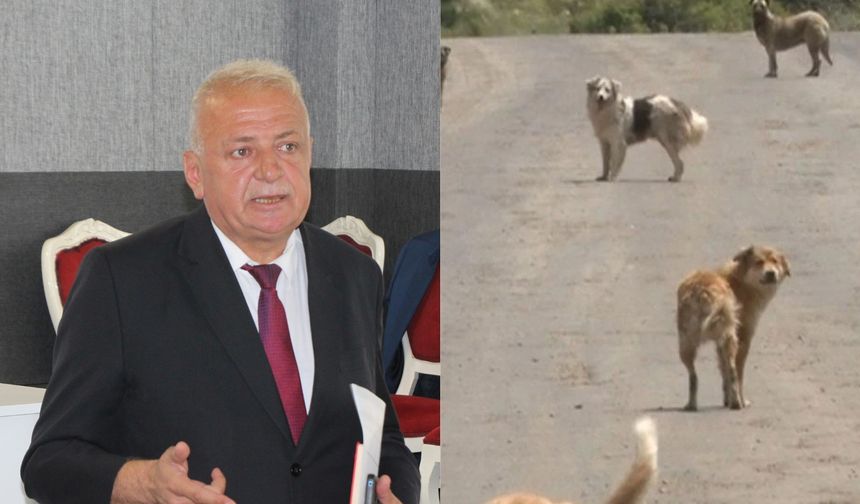 Kastamonu'da köylerdeki sokak köpekleri tek tek toplanıyor