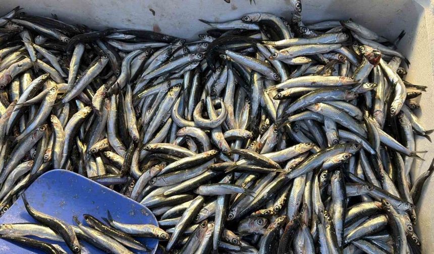Palamut göç etti, tezgahların yıldızı hamsi oldu