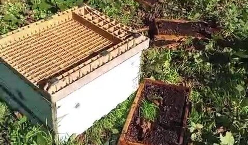 Cide’de aç ayılar arı kovanlarını parçaladı