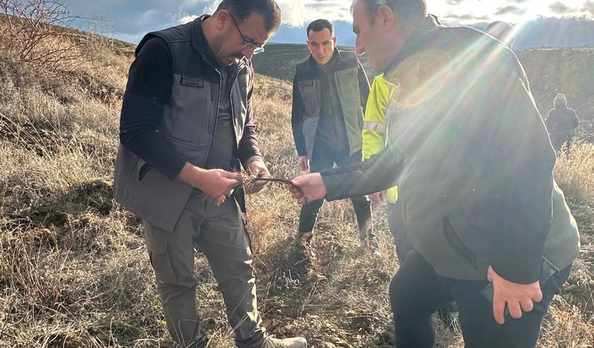 Kastamonu Orman Bölge Müdürü fidan dikimini yerinde inceledi