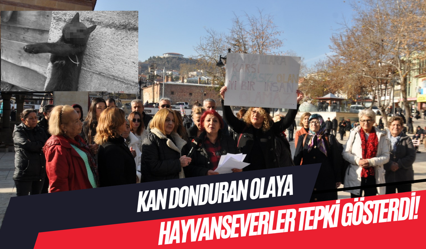 Kastamonu'daki kan donduran olaya hayvanseverler tepki gösterdi!