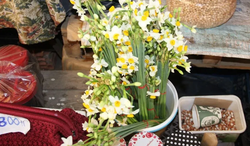 Kışın habercisi Nergis, İnebolu pazarını renklendirdi