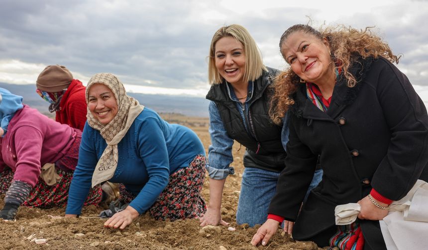 Milletvekili ve Başkanlar Taşköprü'de kadınlarla sarımsak dikti