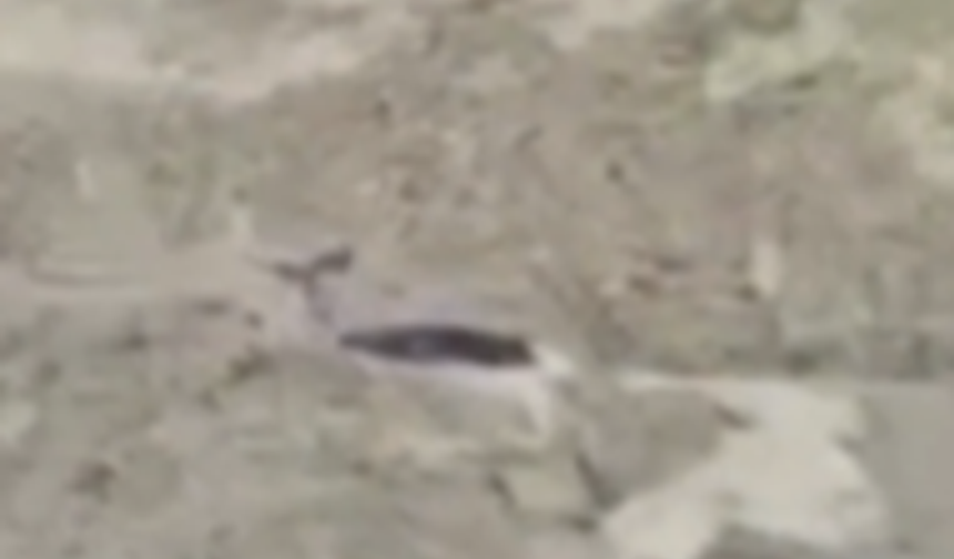 Kastamonu'da bataklığa saplanan karacaya ekipler yetişti