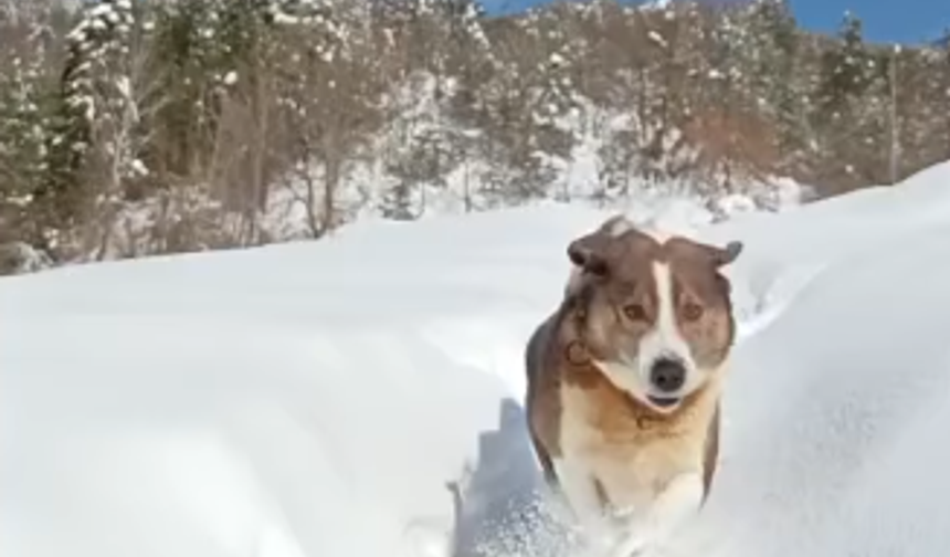 Atik adının hakkını verdi, sahibini yalnız bırakmadı
