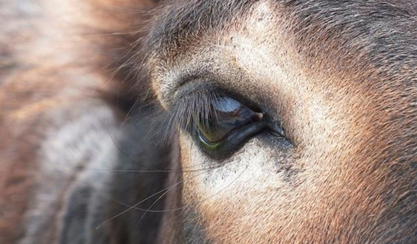 Kastamonu’daki 'Eşek' sayısı şaşırttı!